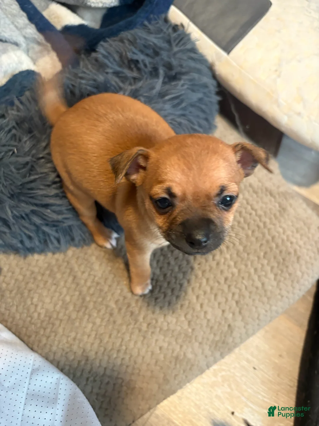 Chihuahua dogs for sale: Sandy - Ad 2