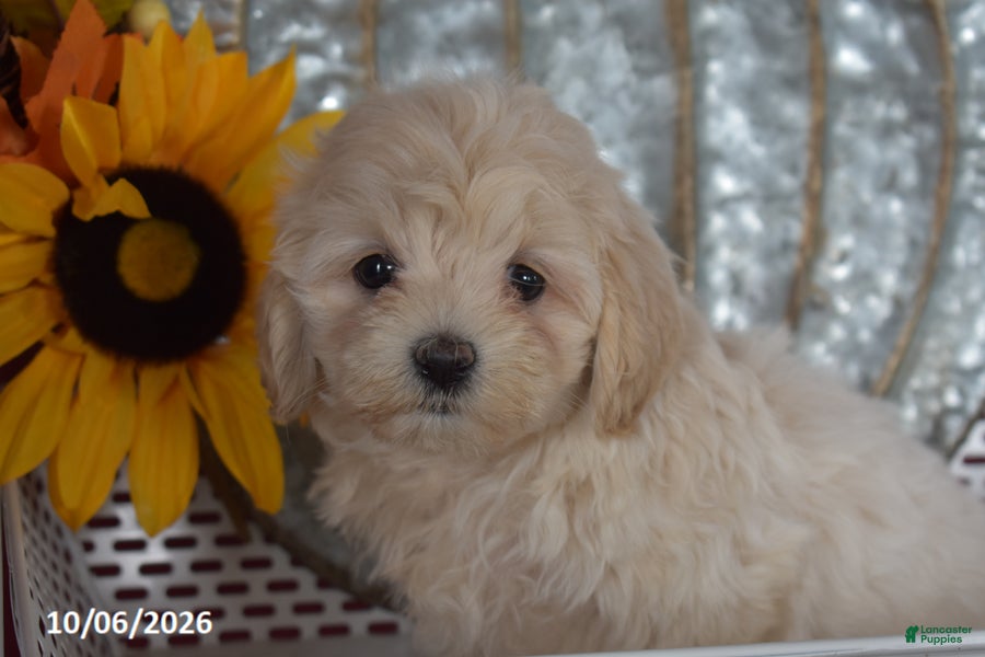 Maltipoo dogs Rosey - Ad 2