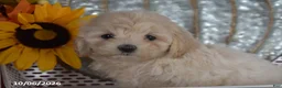 Maltipoo dogs for sale: Rosey - Ad 2