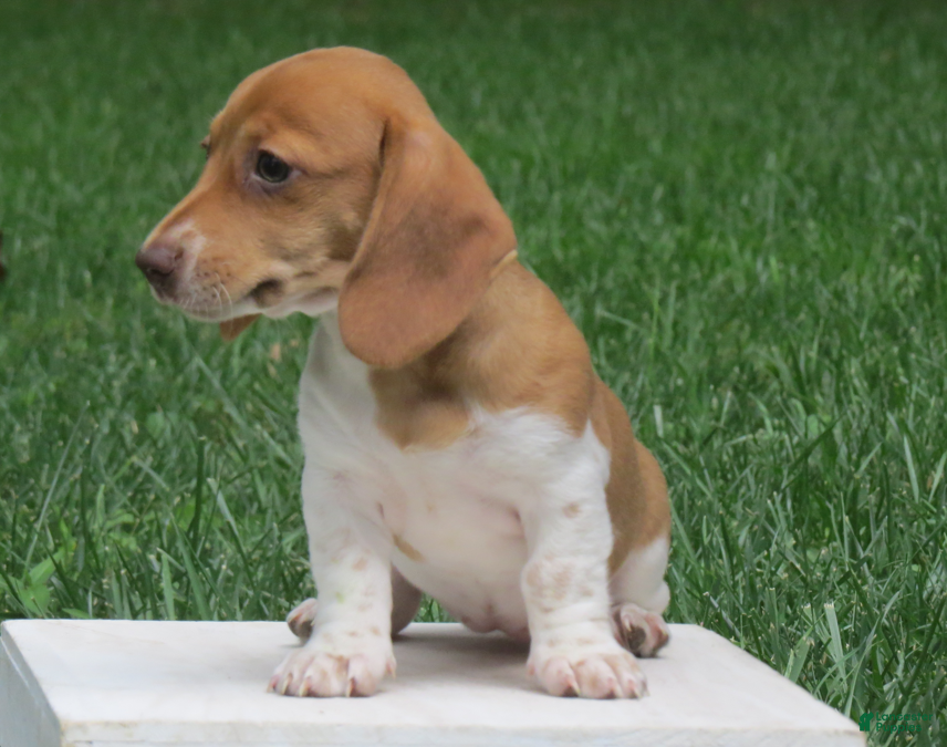 Miniature Dachshund dogs Jewel - Ad 2
