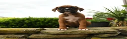 Boxer dogs for sale: Twinkle - Ad 3