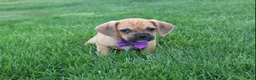 Puggle dogs for sale: Ryder - Ad 4