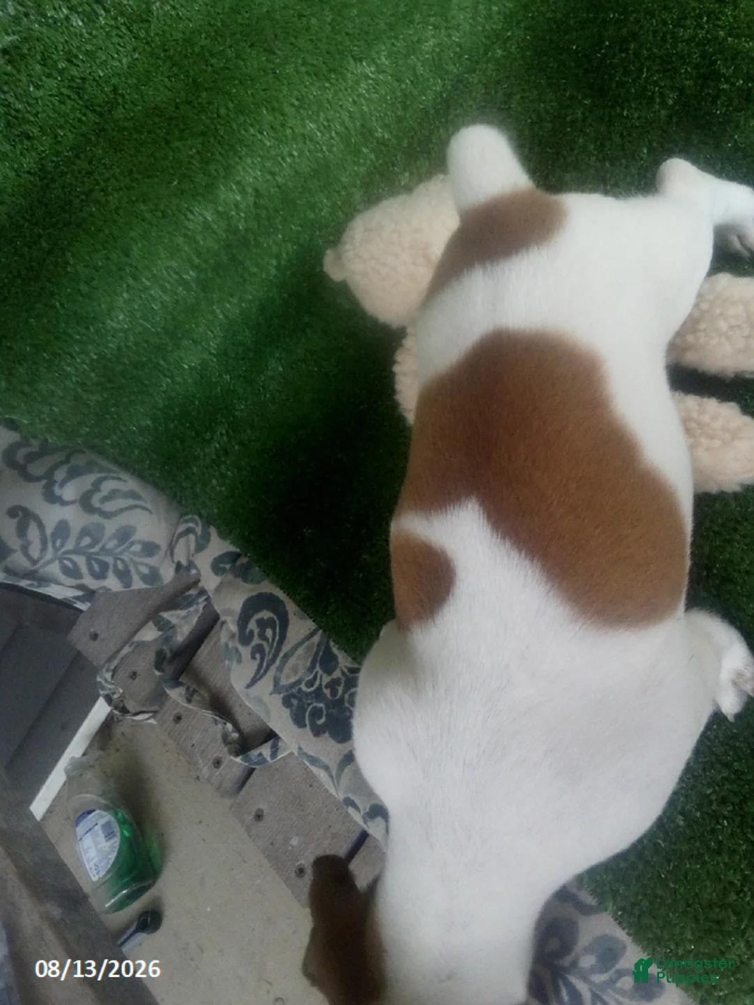 Jack Russell Terrier dogs for sale: Jerry - Ad 5