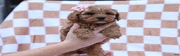 Cavapoo dogs for sale: Pansy Cavapoo Puppy - Ad 2