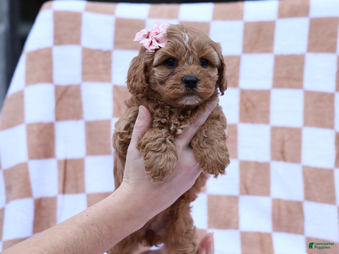 Cavapoo dogs for sale: Pansy Cavapoo Puppy - Ad 2