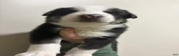 Mixed Breed dogs for sale: Simon - Ad 3