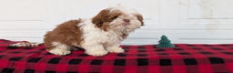 Shih Tzu dogs for sale: Mason - Ad 3