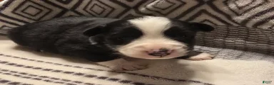 Deja