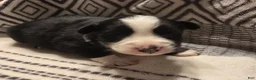Australian Shepherd dogs for sale: Deja - Ad 1