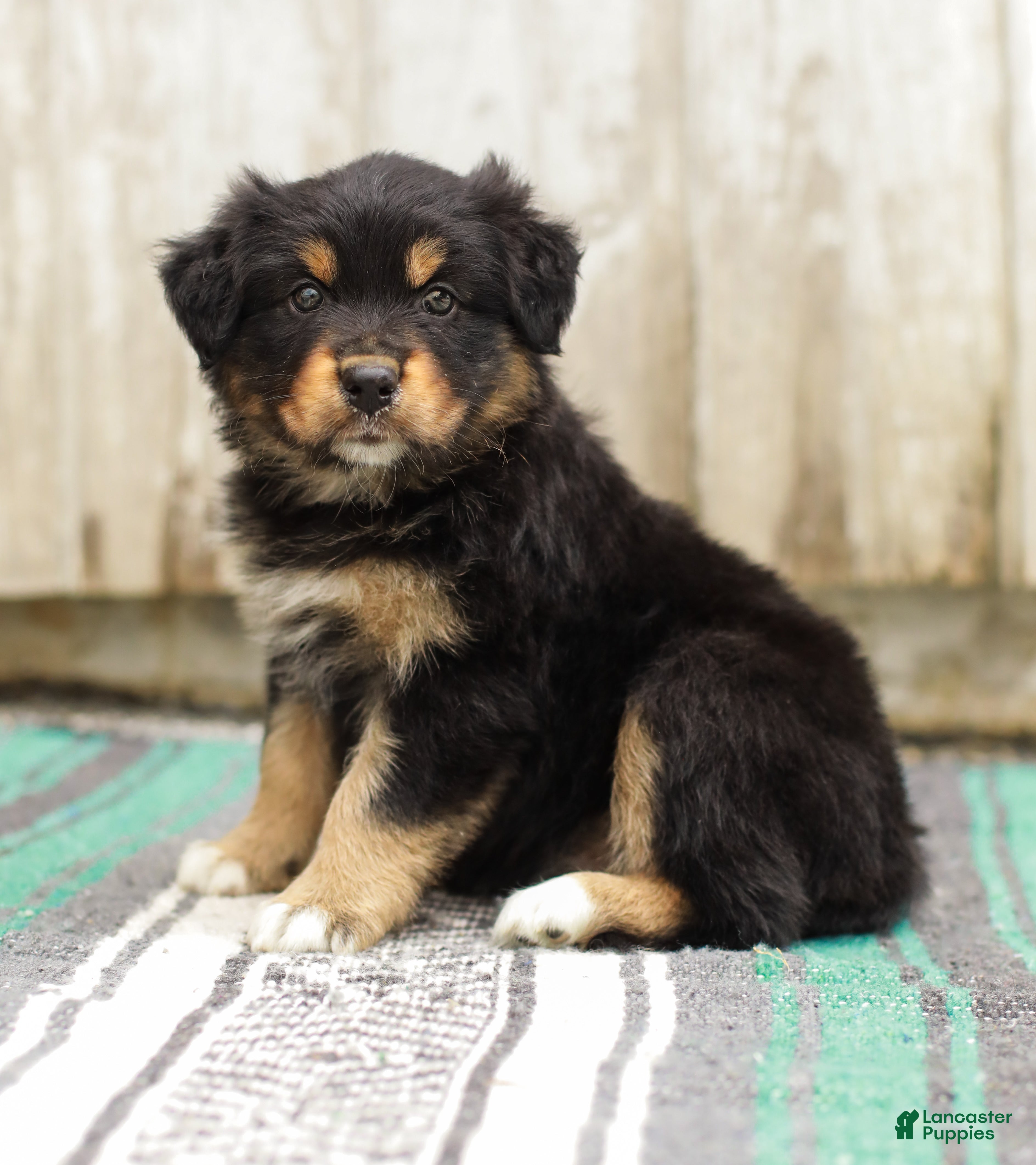 Australian Shepherd dogs Trisha - Ad 1