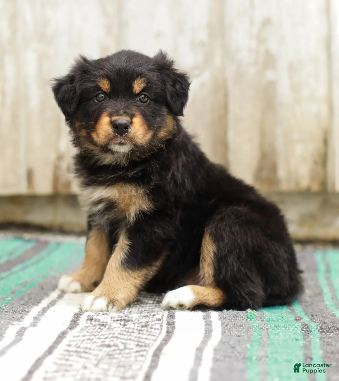 Australian Shepherd dogs for sale: Trisha - Ad 1
