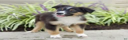 Miniature Australian Shepherd dogs for sale: Tyler  - Ad 2