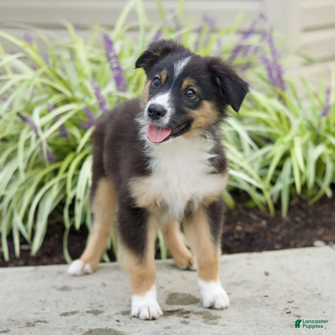 Miniature Australian Shepherd dogs for sale: Tyler  - Ad 2