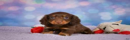 Miniature Dachshund dogs for sale: AKC JOY - Ad 8