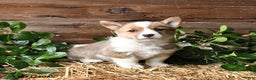 Welsh Corgi Pembroke dogs for sale: Sadie - Ad 1