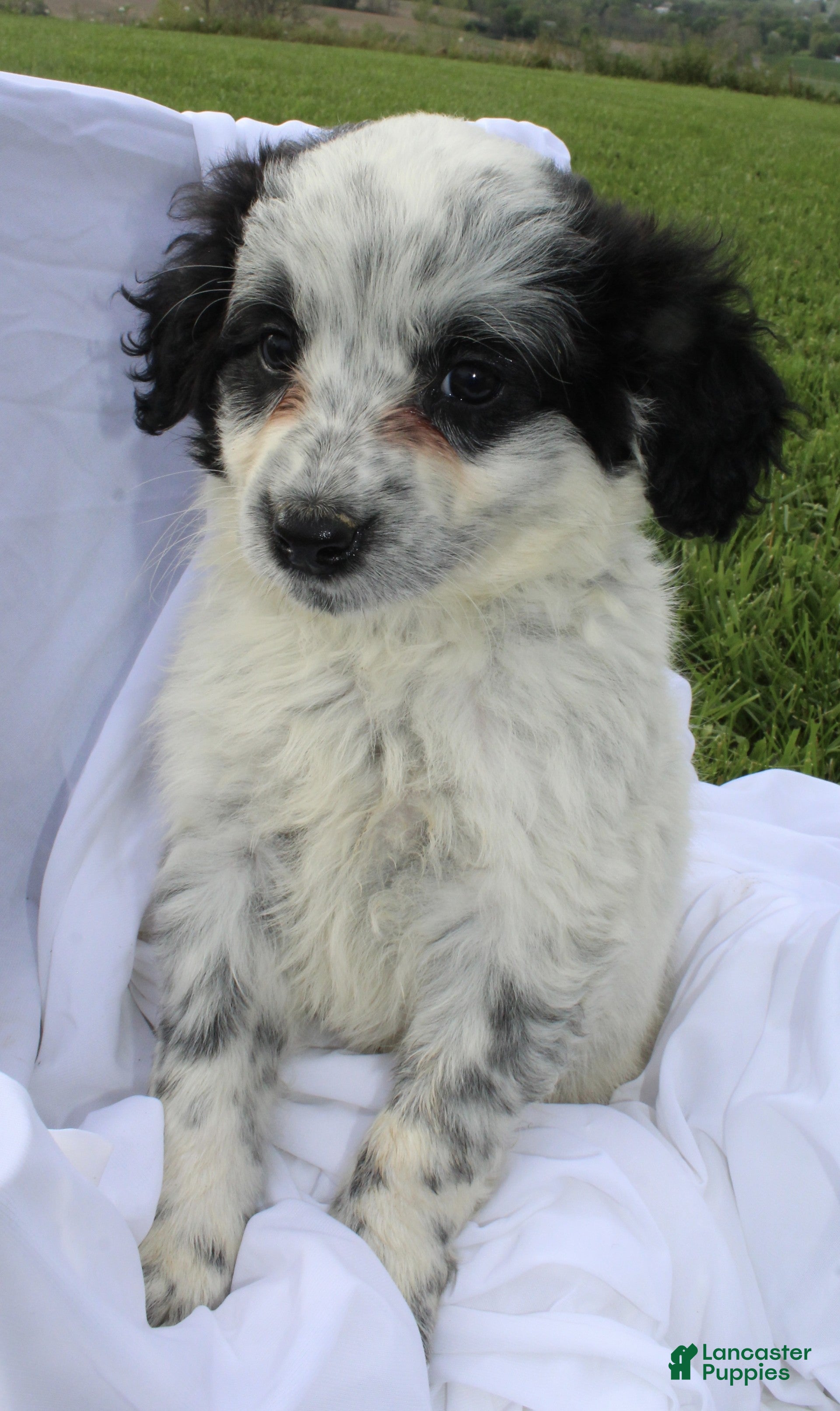 Portuguese Water Dog dogs Amy - Ad 2