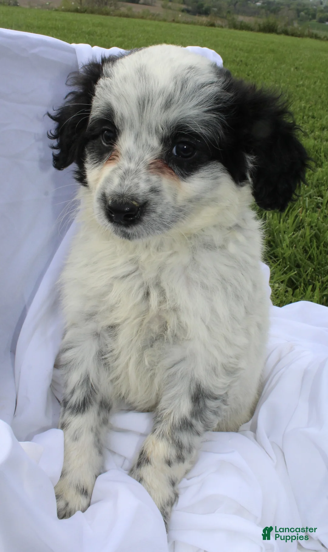 Portuguese Water Dog dogs for sale: Amy - Ad 2