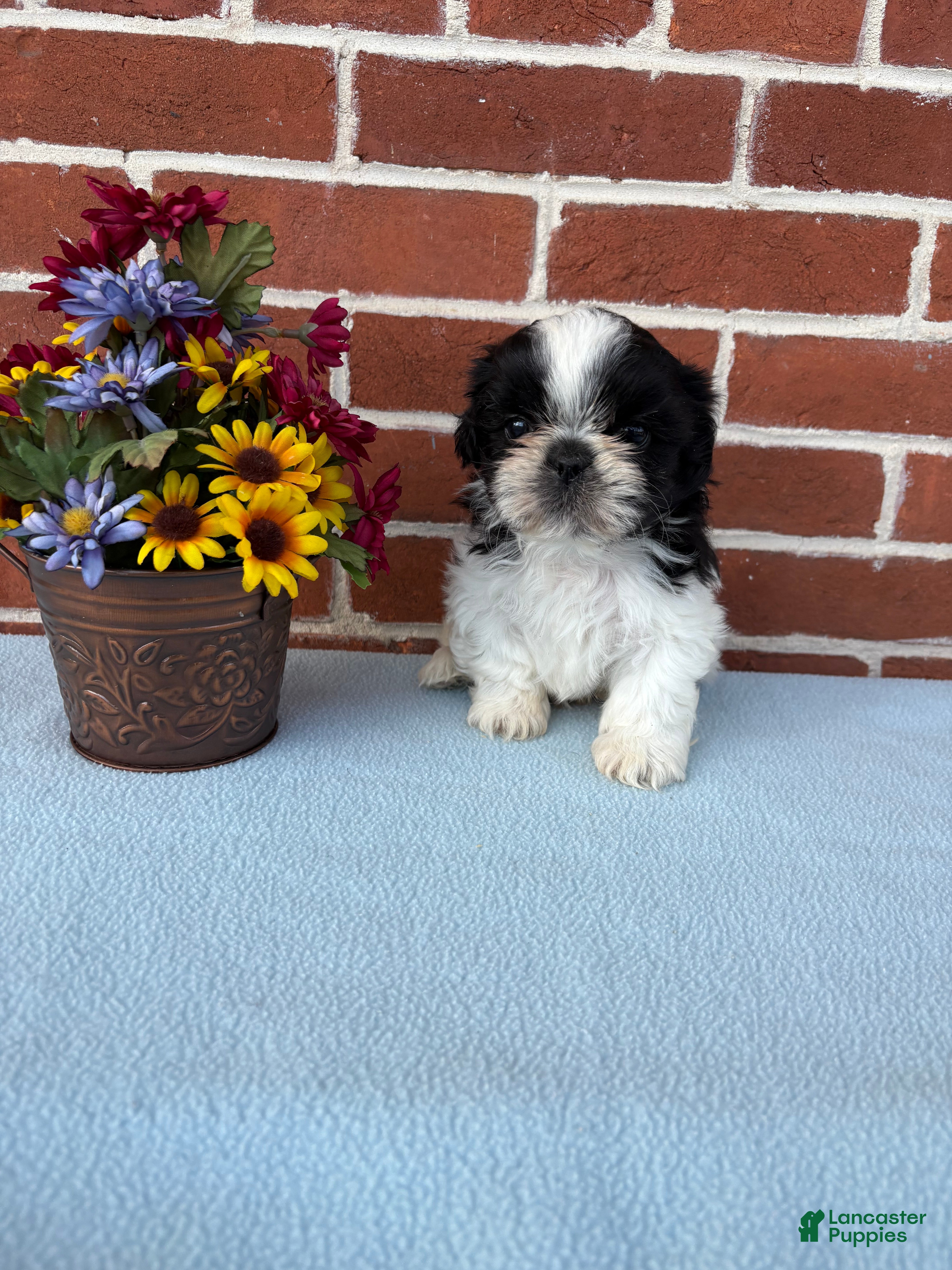 Shih Tzu dogs Winston  - Ad 1