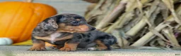 Miniature Dachshund dogs for sale:  Zino 🐕 - Ad 4