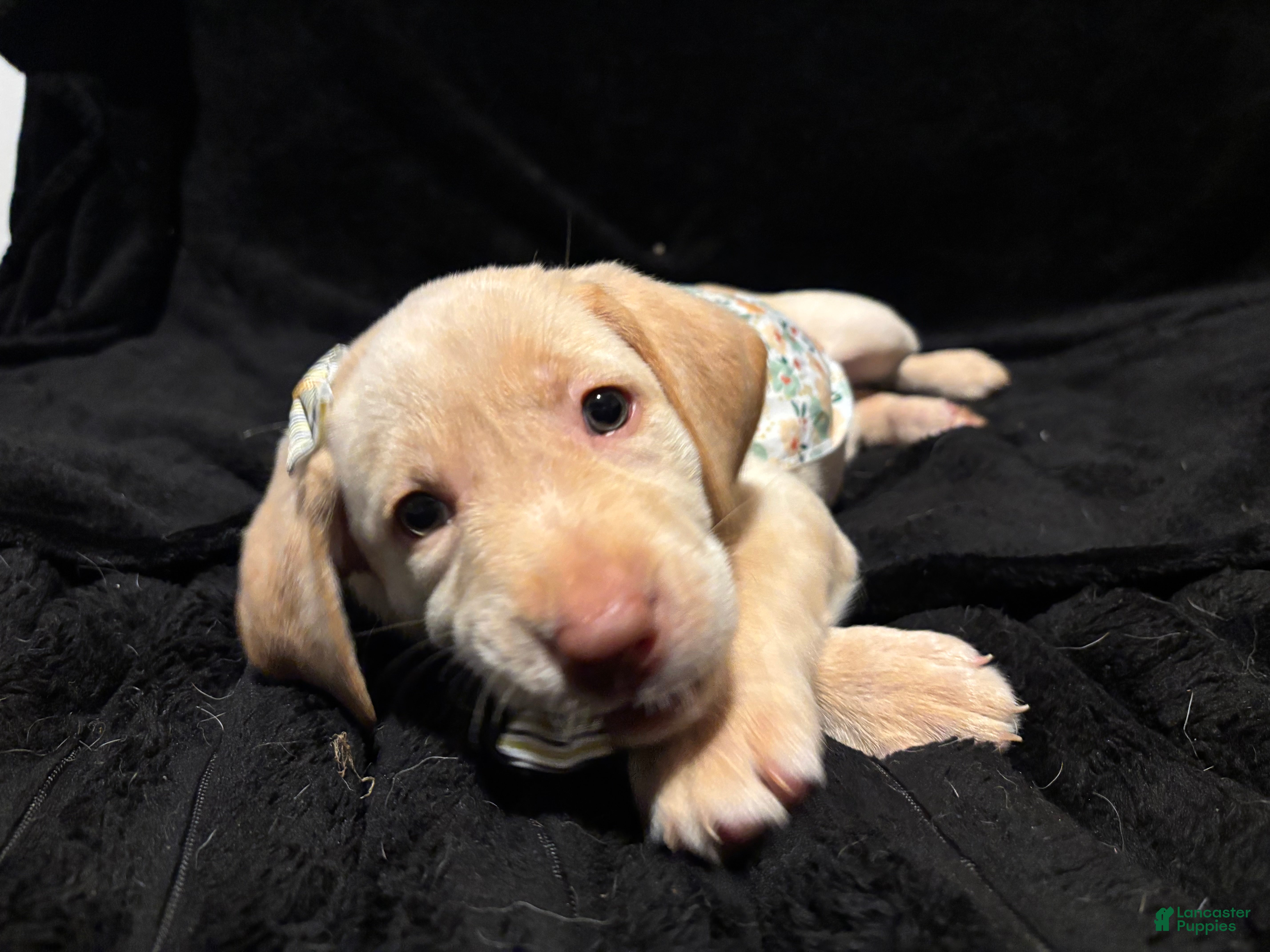 Labrador Retriever dogs Snow White  - Ad 12