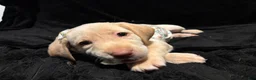 Labrador Retriever dogs for sale: Snow White  - Ad 1