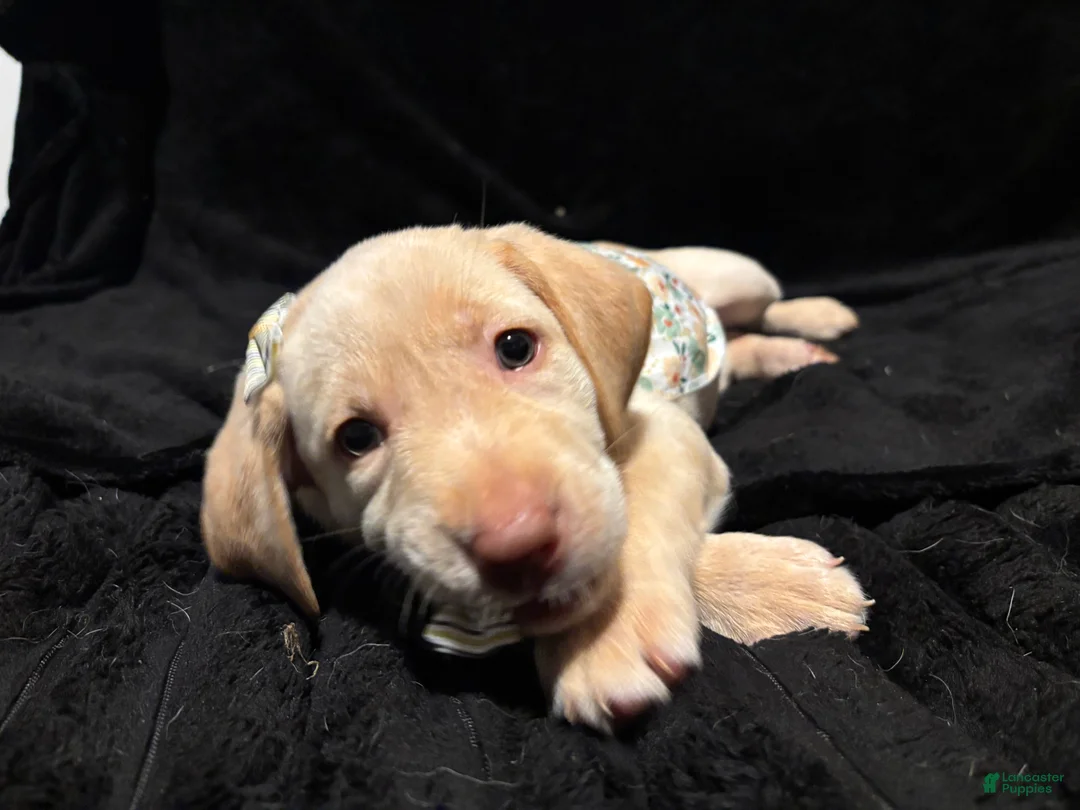 Labrador Retriever dogs for sale: Snow White  - Ad 1