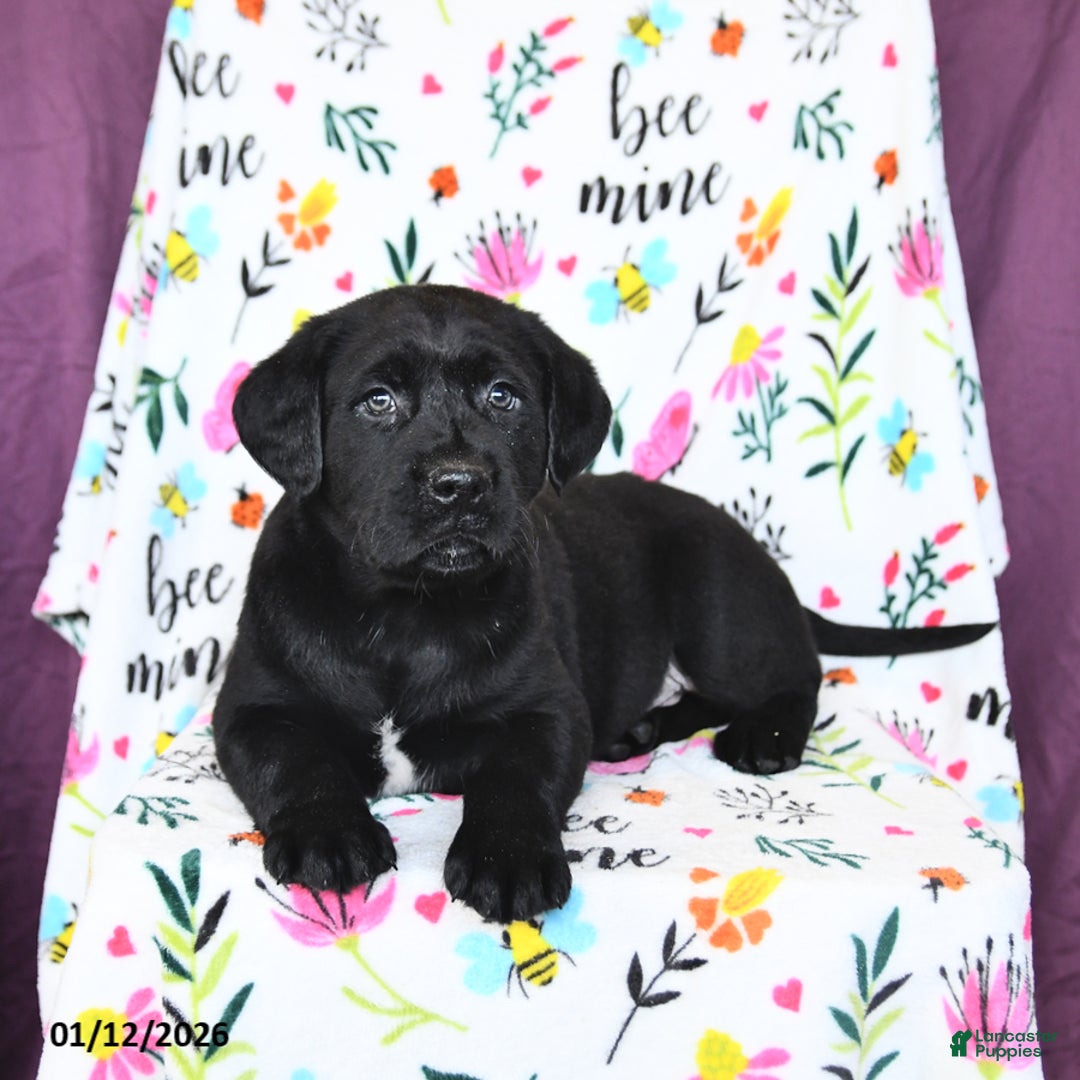 Labrador Retriever dogs for sale: Parker - Ad 5