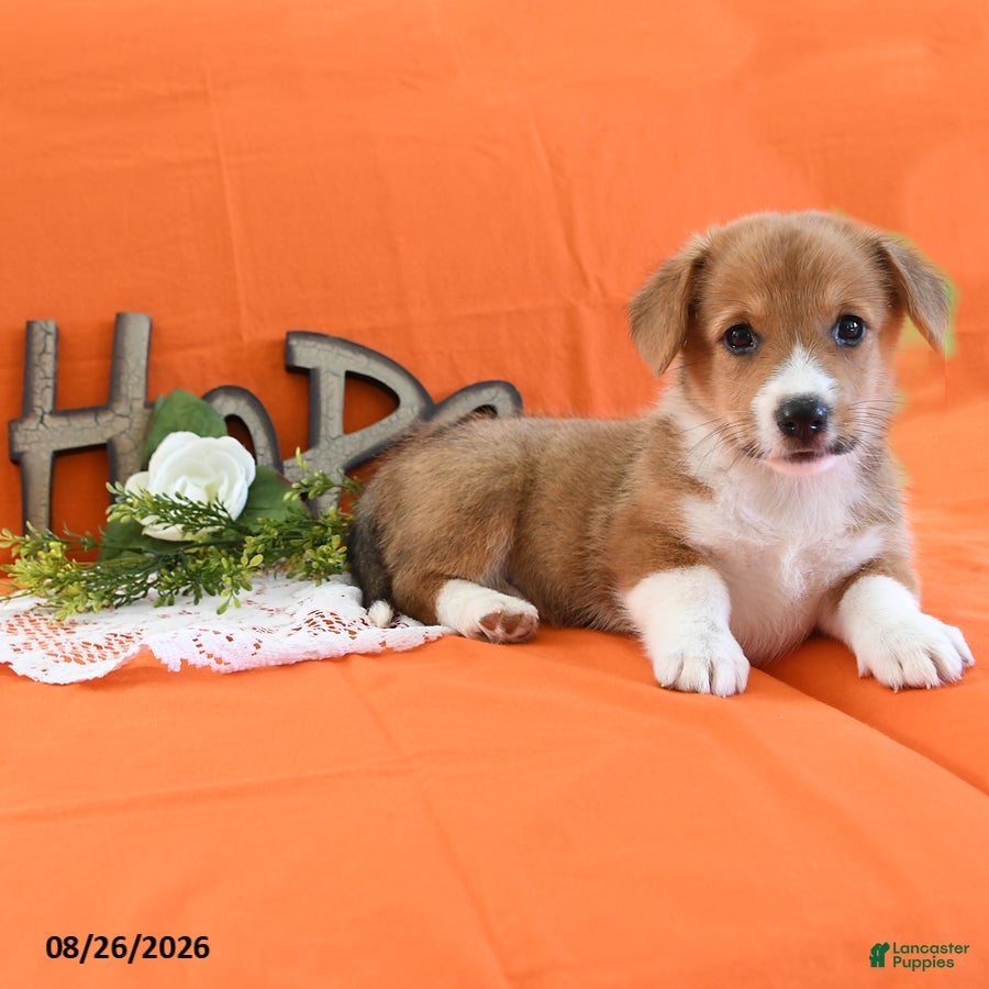 Welsh Corgi Pembroke dogs Cynthia - Ad 2