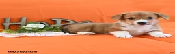 Welsh Corgi Pembroke dogs for sale: Cynthia - Ad 2