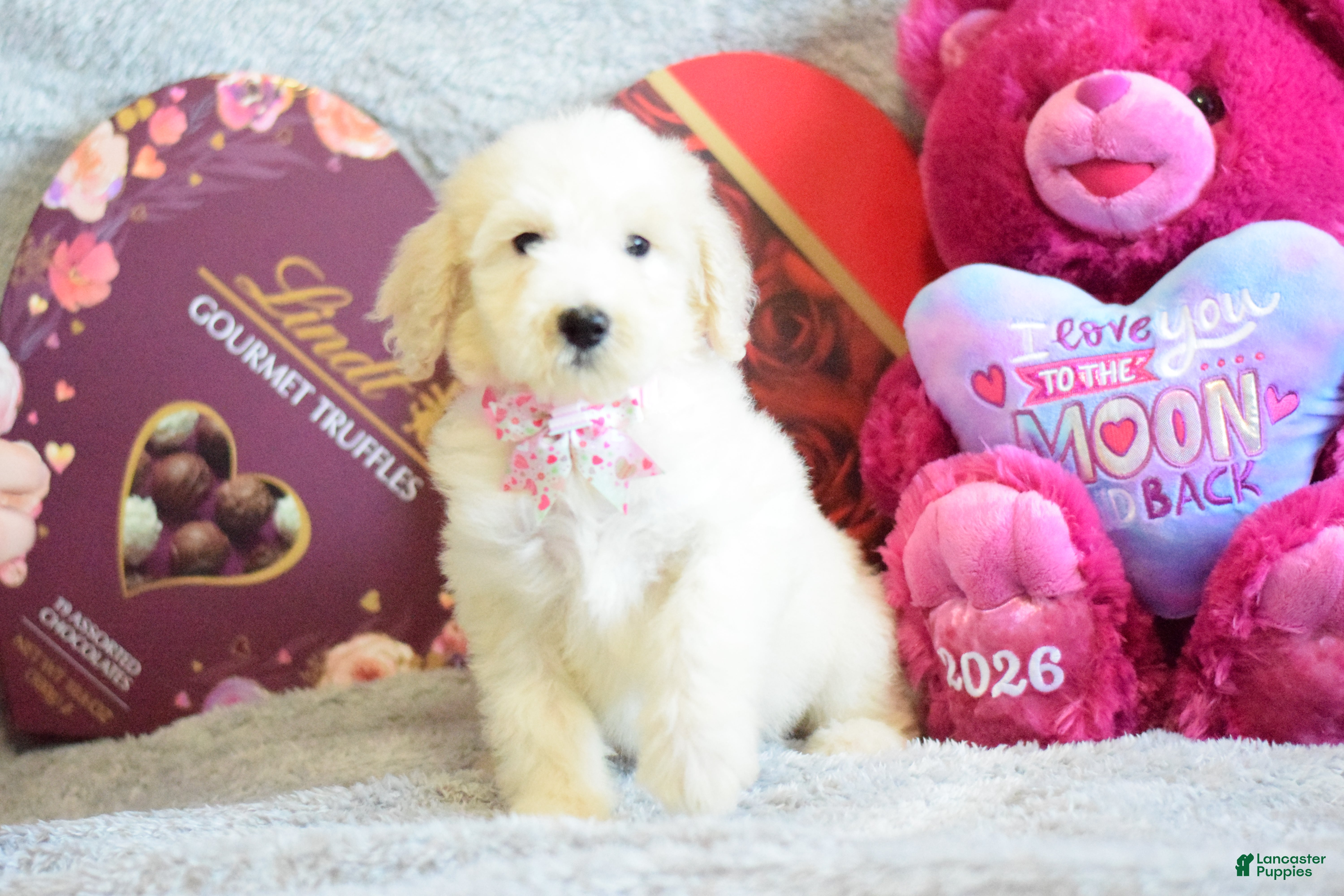 Goldendoodle dogs Goldendoodle Puppy 3 - Ad 2