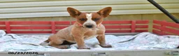 Australian Cattle Dog dogs for sale: Peanut Butter - Ad 5