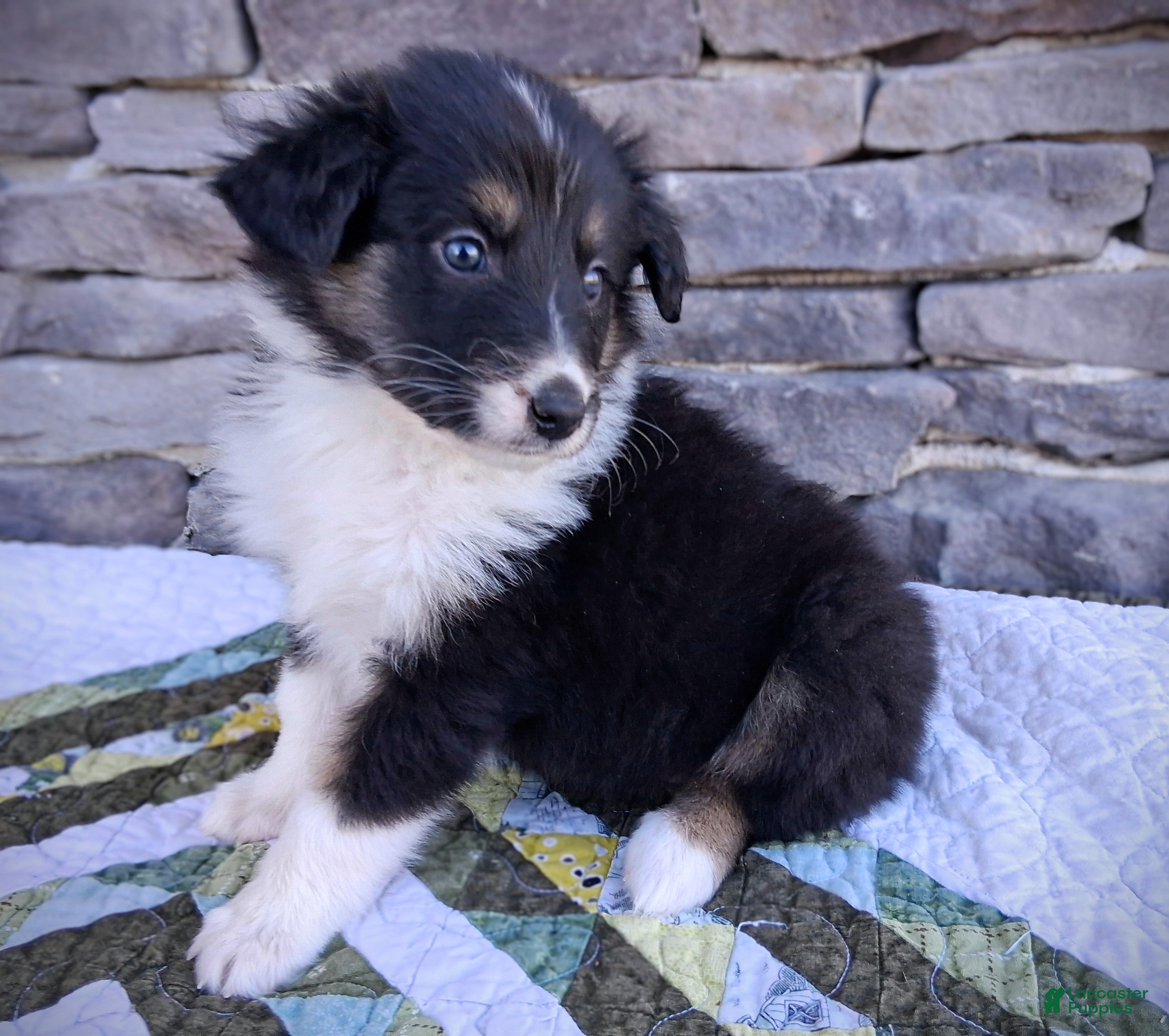 Scotch Collie dogs MacKenzie - Ad 1