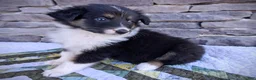 Scotch Collie dogs for sale: MacKenzie - Ad 1