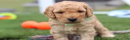 Mini Goldendoodle dogs for sale: Tyrone - Ad 4