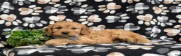 Cavapoo dogs for sale: Cruz - Ad 4