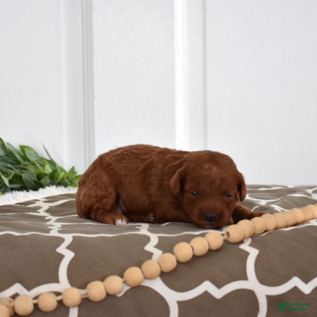 Toy Poodle dogs for sale: Callie - Ad 7