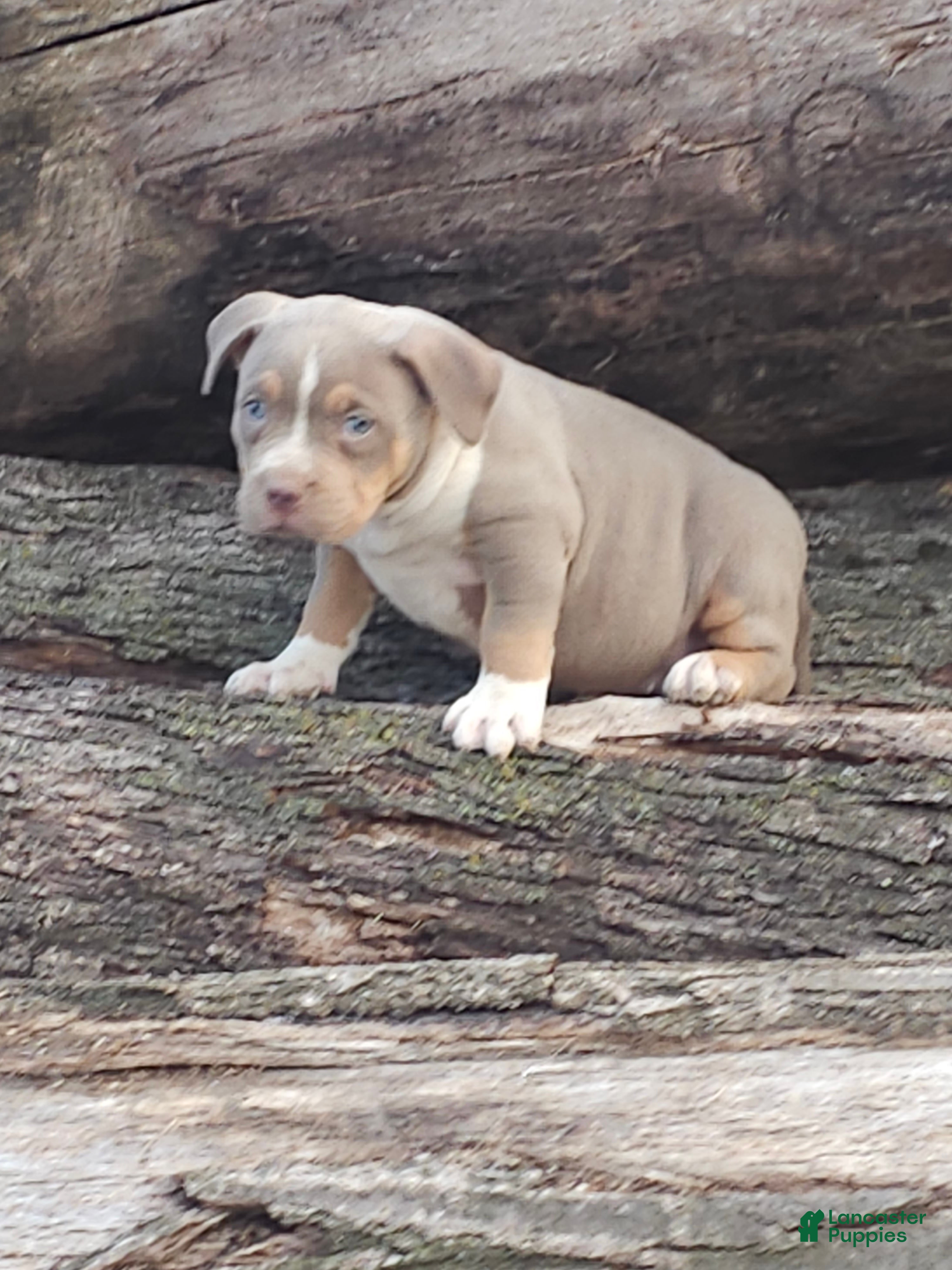 American Bully dogs Female 1 - Ad 2