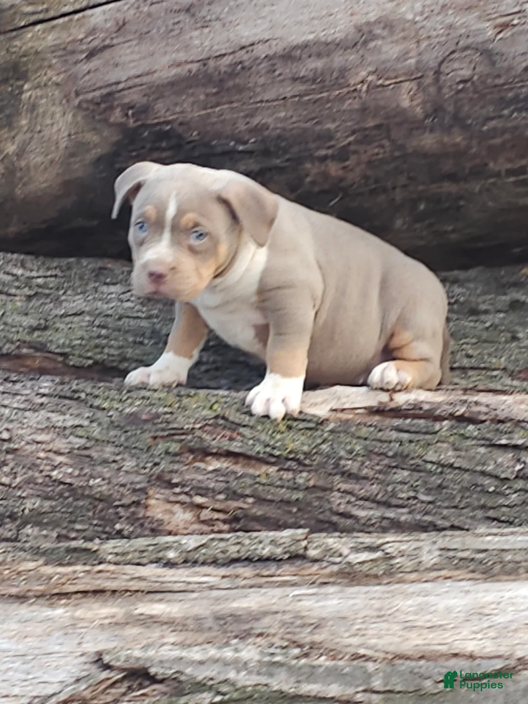 American Bully dogs for sale: Female 1 - Ad 2