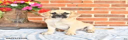 Puggle dogs for sale: Taffy - Ad 3