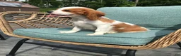 Cavalier King Charles Spaniel dogs for sale: Cavalier King Charles Spaniel 1 - Ad 10