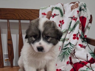 Great Pyrenees dogs Rudolph - Ad 10