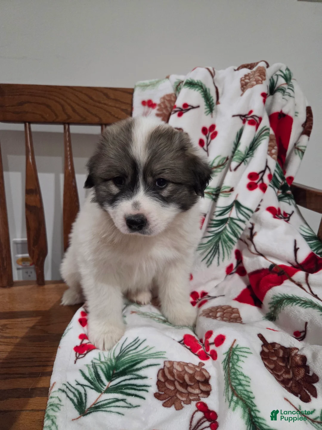 Great Pyrenees dogs for sale: Rudolph - Ad 1