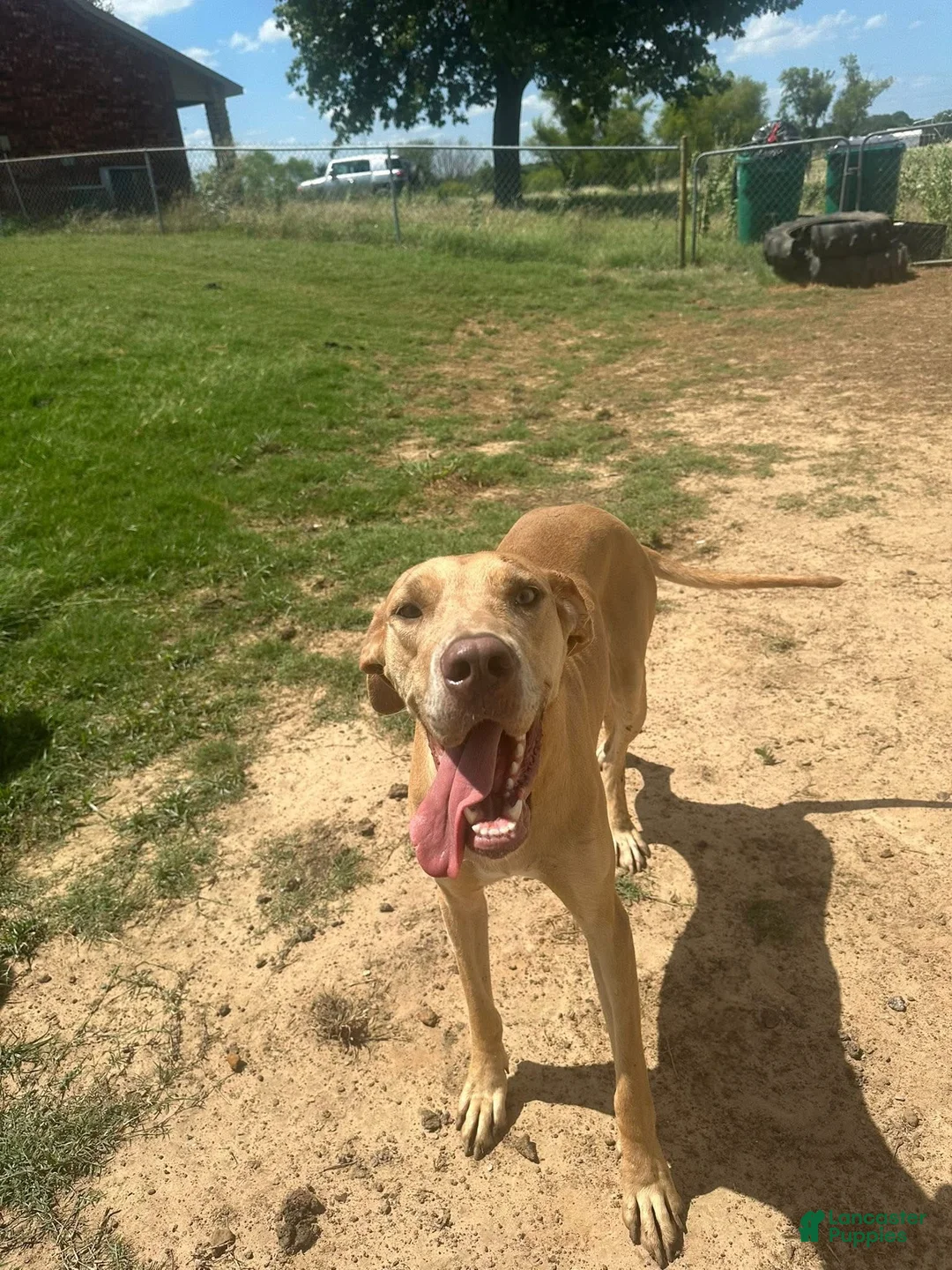 Great Dane dogs for sale: Great Dane 1 - Ad 2