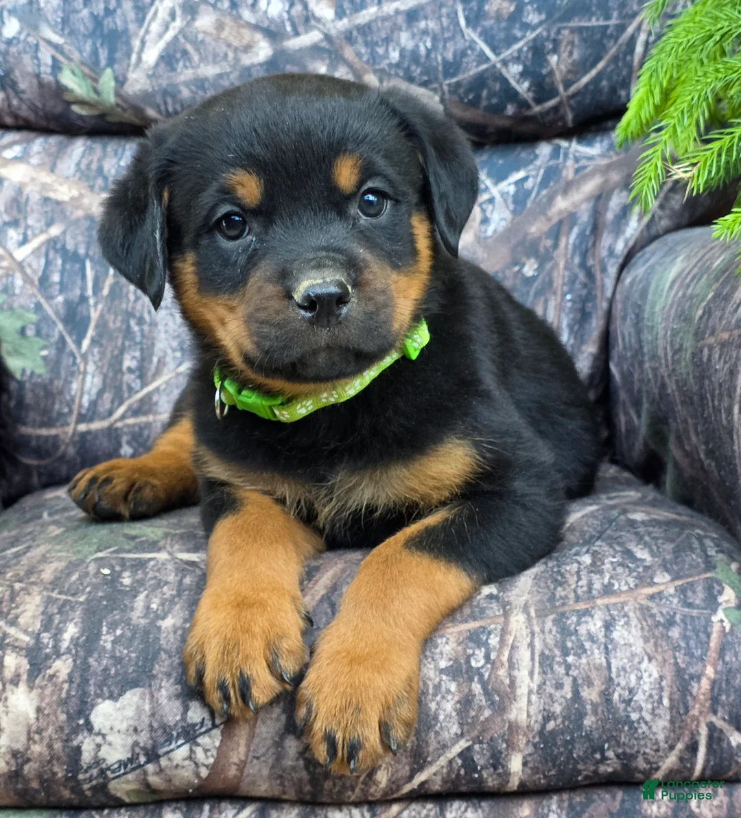 Rottweiler dogs for sale: Dallas - Ad 1