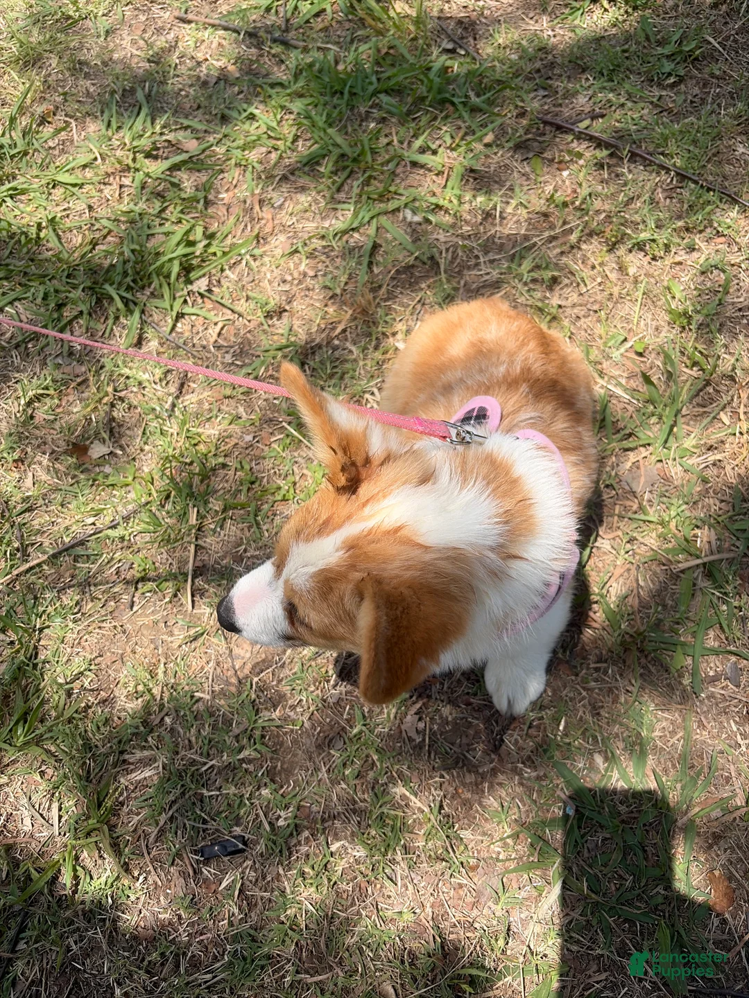 American Corgi dogs for sale: Max - Ad 2