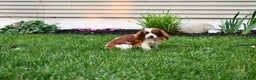 Cavapoo dogs for sale: Cavapoo Puppy 1 - Ad 2
