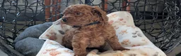 Toy Poodle dogs for sale: Willie - Ad 3