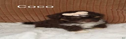 Mini Bernedoodle dogs for sale: Mini Bernedoodle 5 - Ad 3