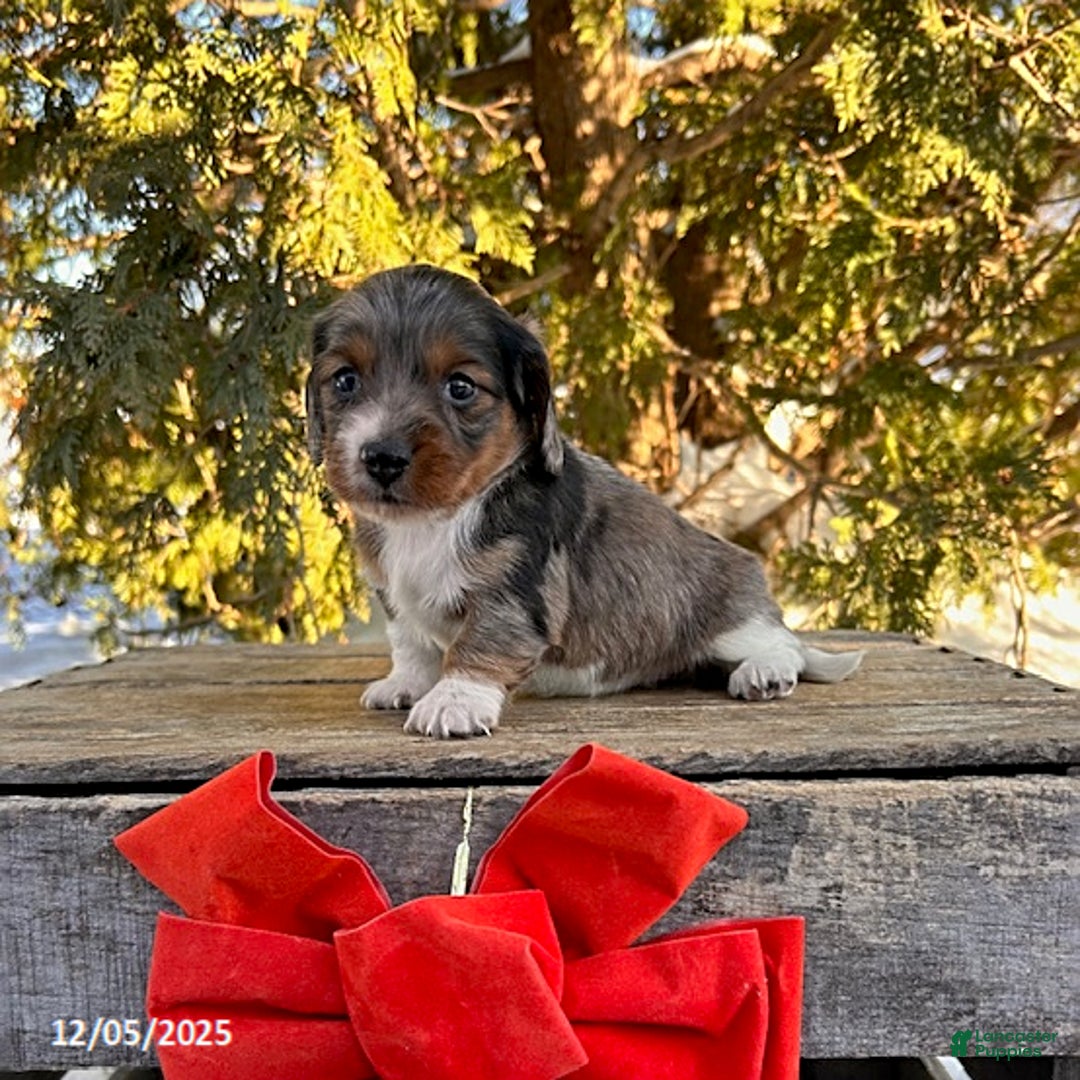 Dachshund dogs for sale: Jasmine - Ad 2