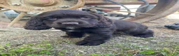 Cocker Spaniel dogs for sale: Tony - Ad 4